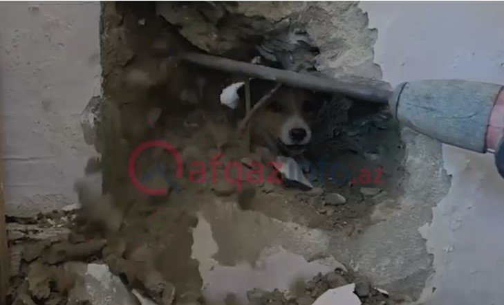 Sakinlər onun xilası üçün nazirliyə zəng etdilər– Video