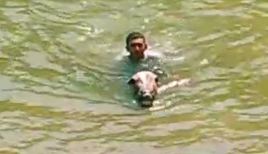 Lənkəranda atları içməli su anbarında çimizdirirlər - FOTOLAR