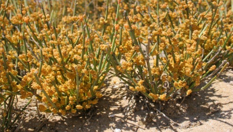 Abşeron florasında 678 növ var - Botanik